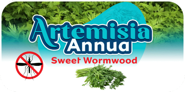 Artemisia Annua (Sweet Wormwood)